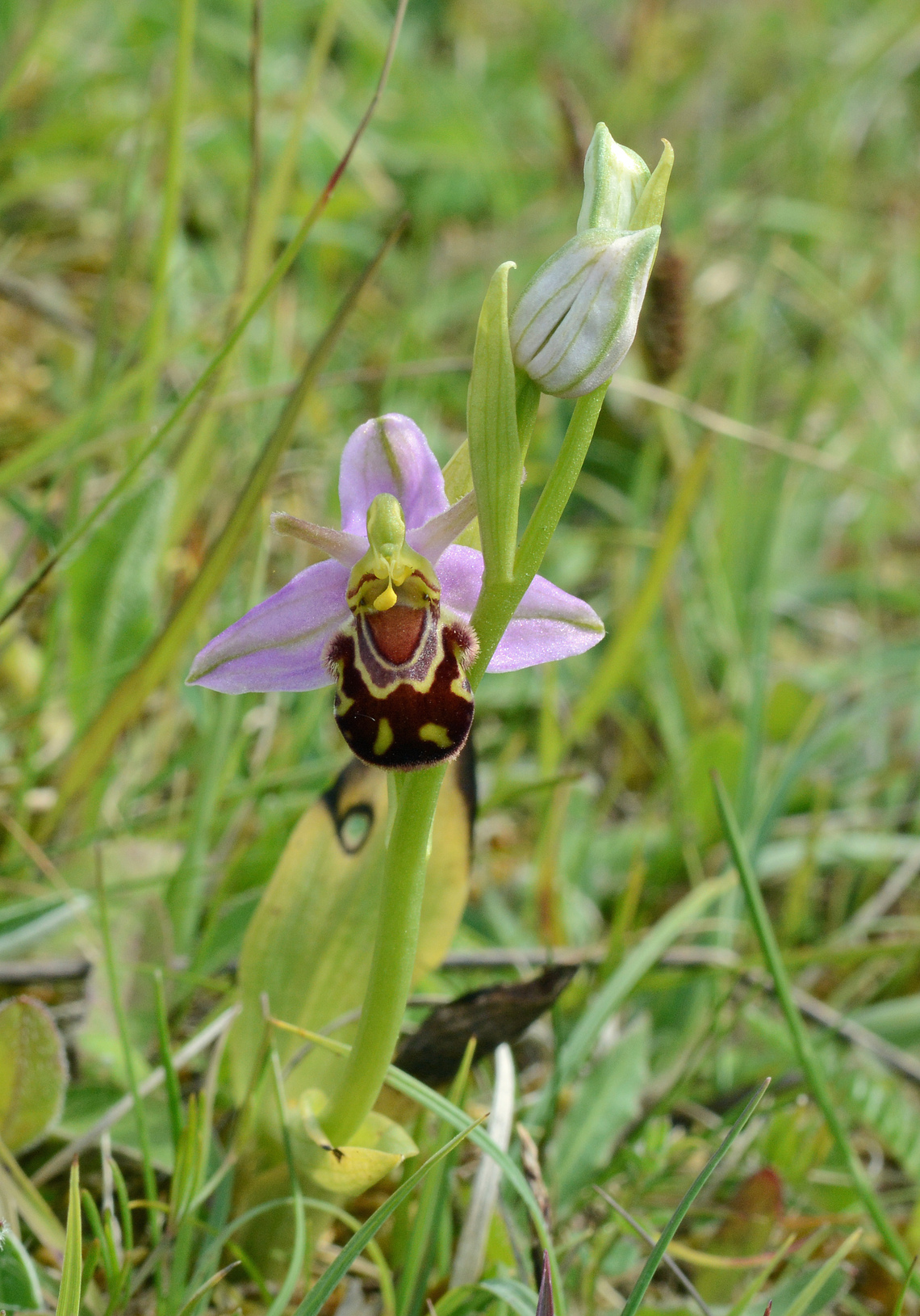 Bee orchid