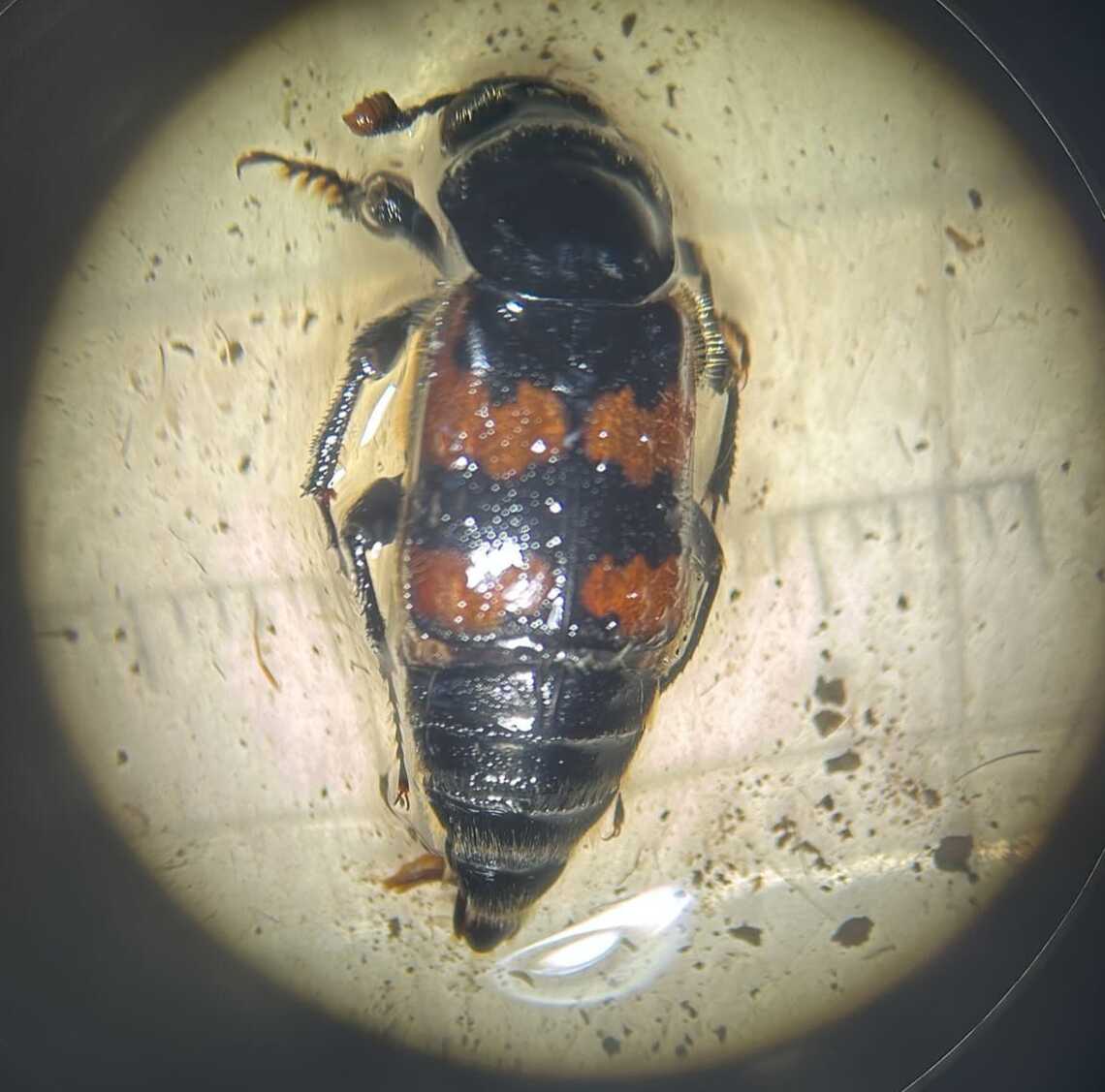 Under microscope