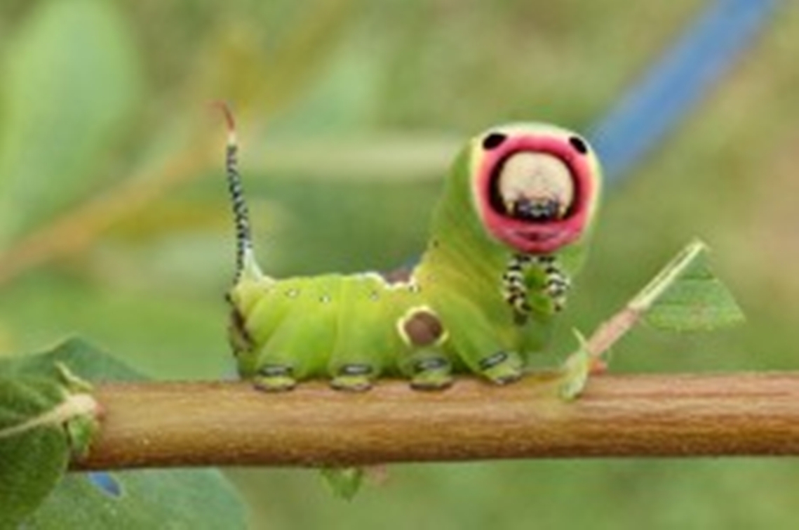 caterpil