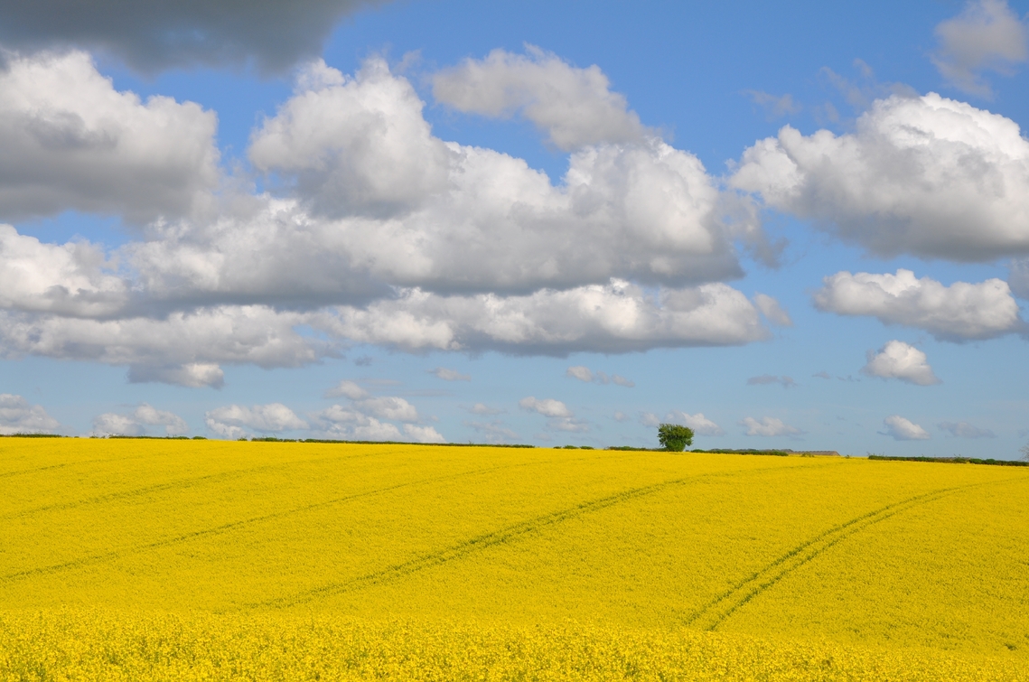 farmland