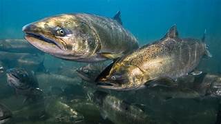 fish