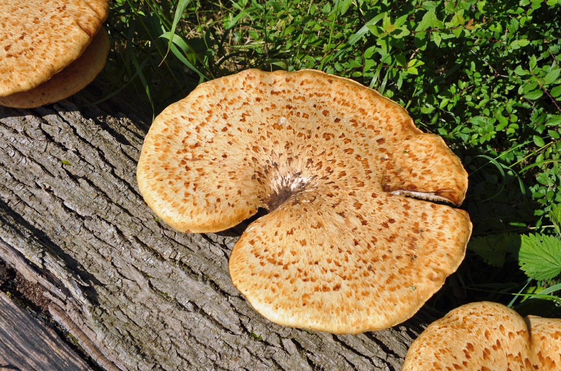 fungi