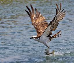 osprey