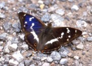 Purple Emperor