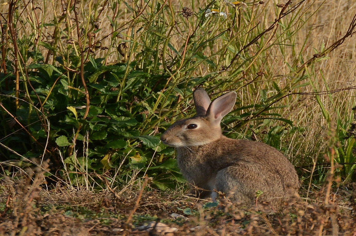 rabbit