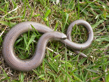 Reptile