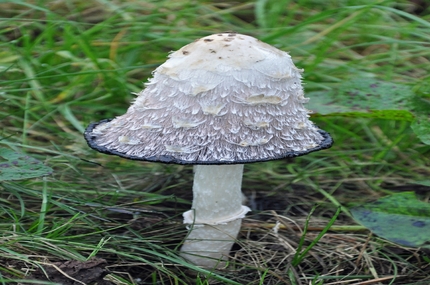 Mycology