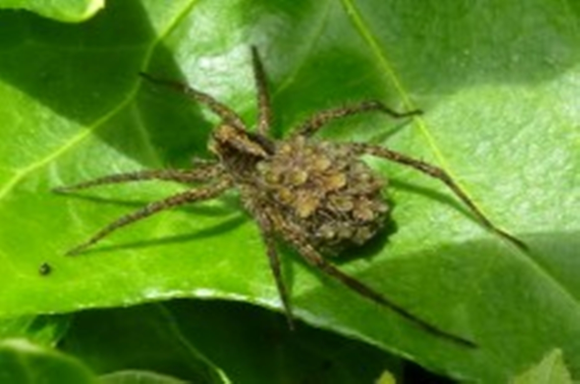 wolf spider