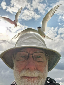 021 - Arctic Tern bombed