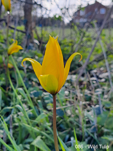 086 - Wild Tulip
