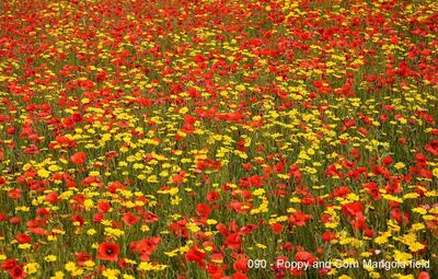 090 - Poppy and Corn Marigold field