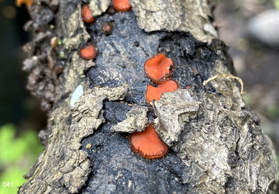 041 - Eyelash Pixie Cup