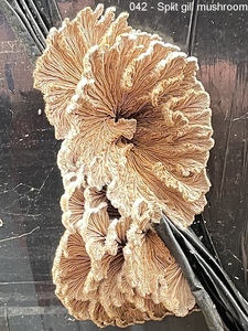 042 - Spilt gill mushroom