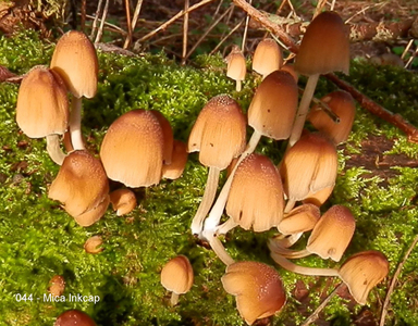044 - Mica Inkcap