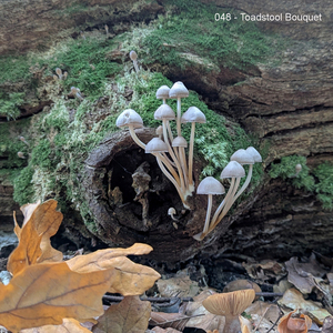 048 - Toadstool bouquet