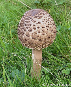 052 - Inocybe Bongardii