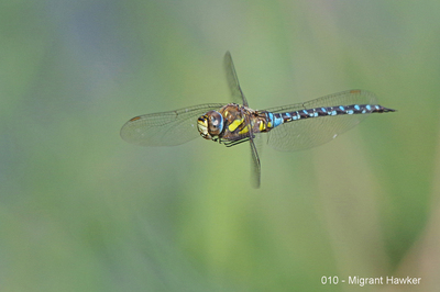 010 - Migrant Hawker