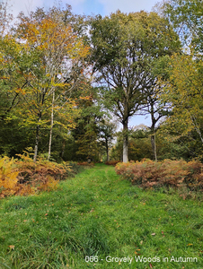 066 - Grovely woods in Autumn 
