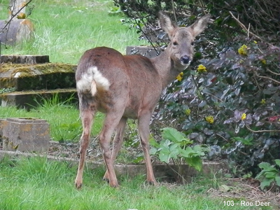 103 - Roe Deer