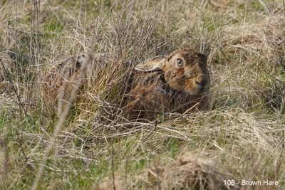 108 - Brown hare