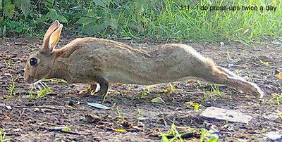 111 - I do press-ups twice a day