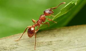 ant