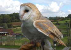 Barn Owl