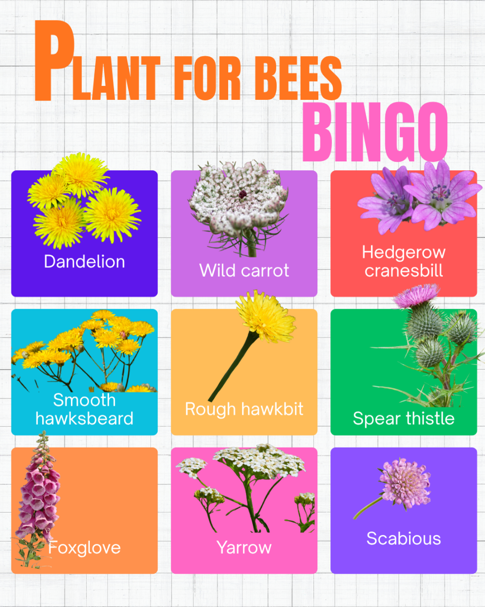 bingo