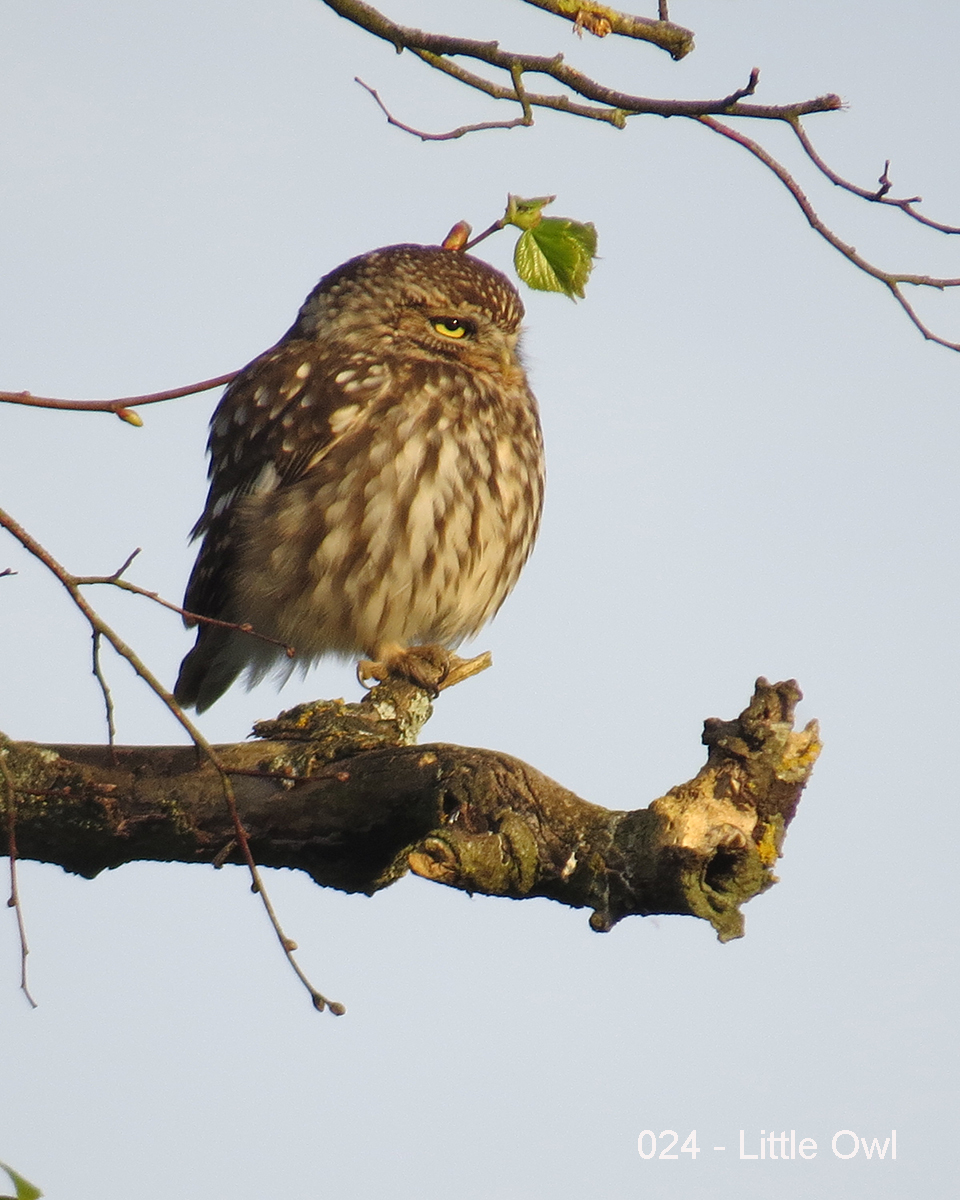 Little Owl by Keith Lea