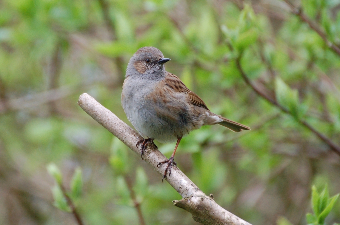 dunnock